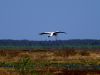 Cleared for landing - 3