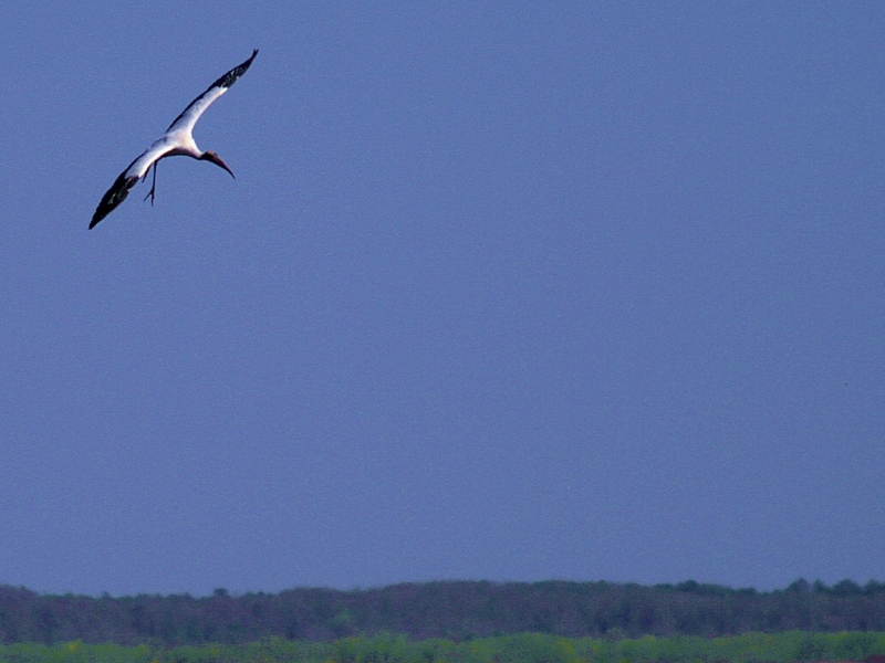 Cleared for landing - 1