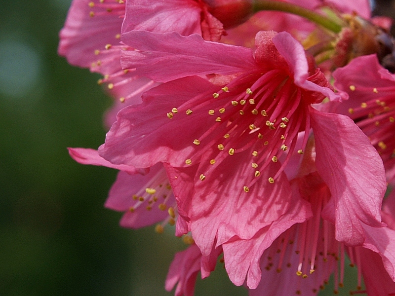 Flower (9)