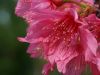 Flower (9)