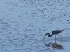 Wading Blue Heron by Leon Plympton