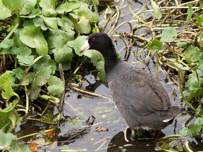 COOT