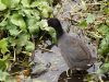 COOT
