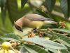 Cedar Wax Wing