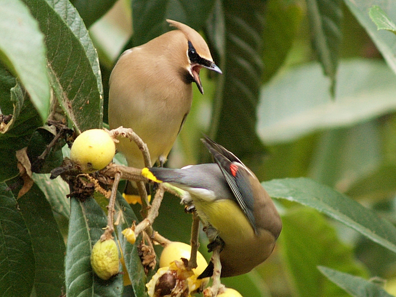 Cedar Wax Wings