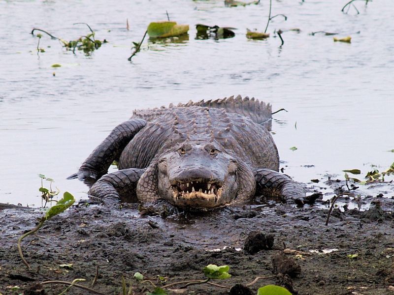 GATOR HOLE (5)