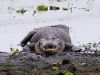 GATOR HOLE (5)