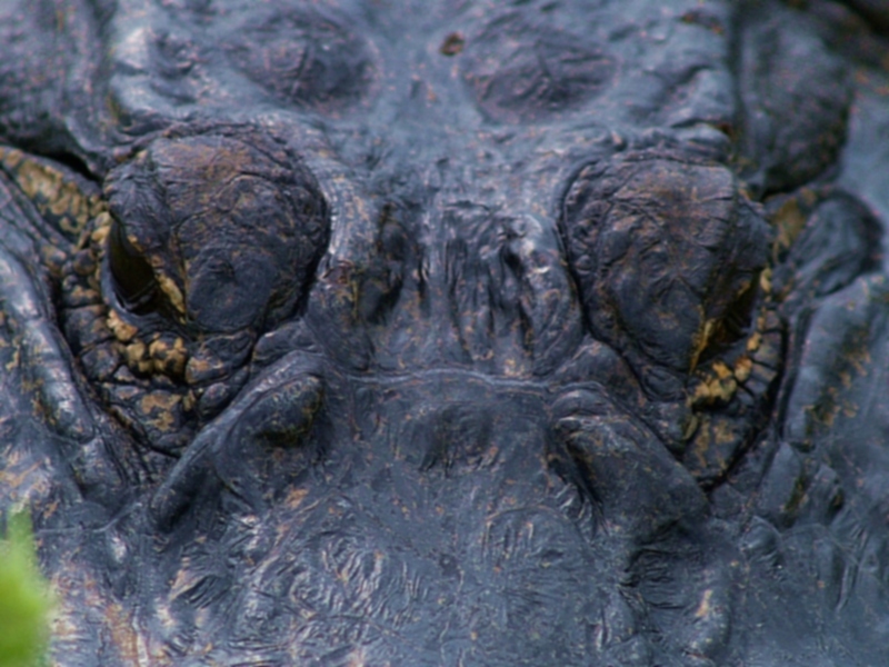 GATOR HOLE (6)