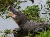 GATOR HOLE (4)