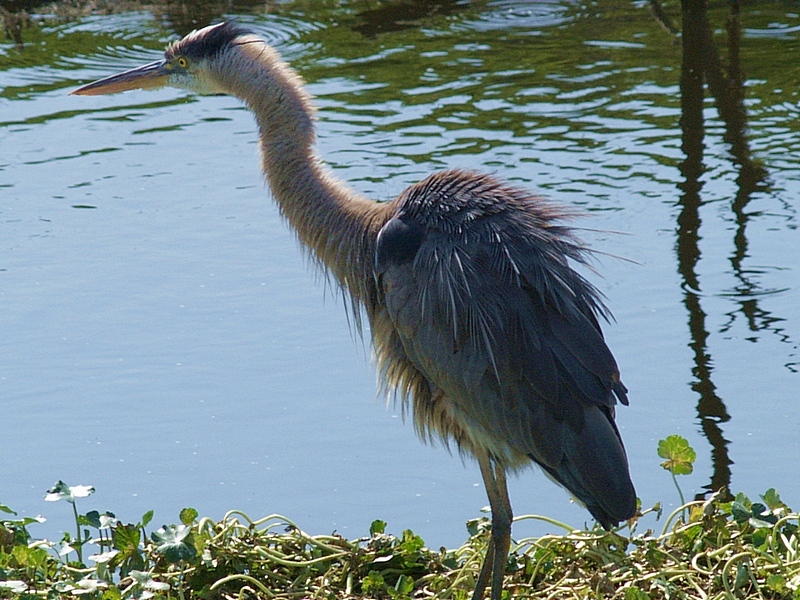 Great Blue Heron - 5