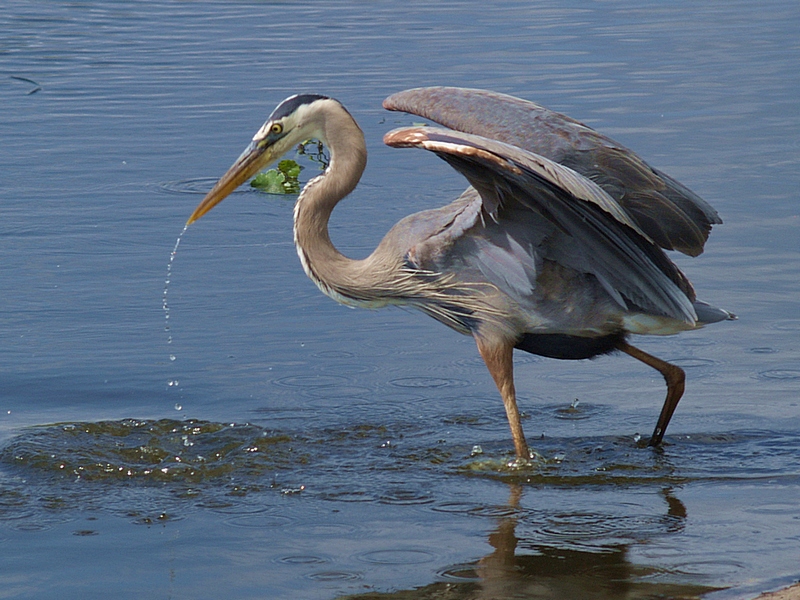 Great Blue Heron - 7