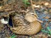 Mallard (Ms) - 02