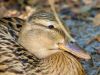 Mallard (Ms) - 01