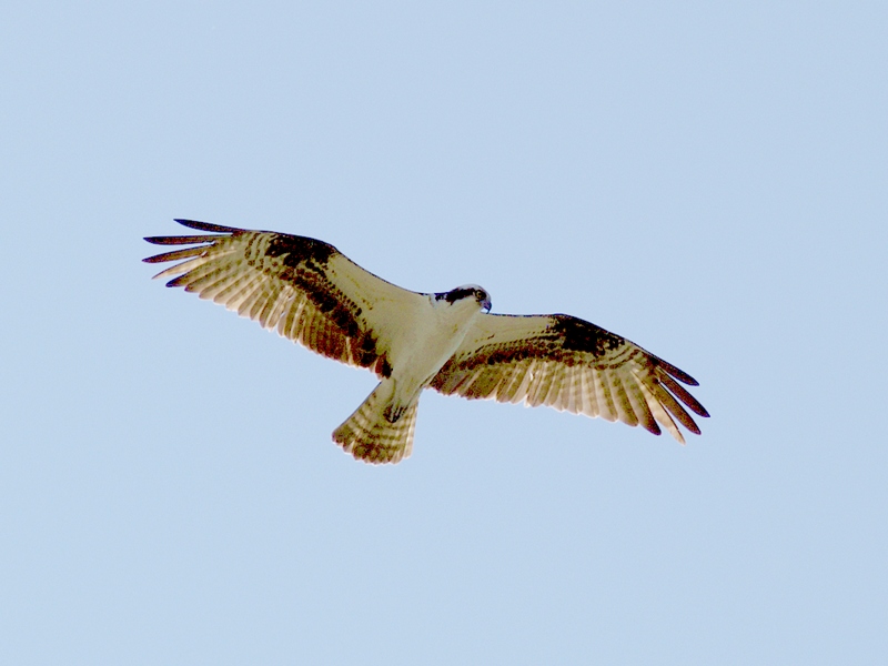 Osprey in Flight - 3