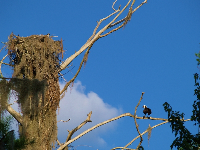 Osprey Nest