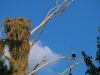 Osprey Nest by Leon Plympton