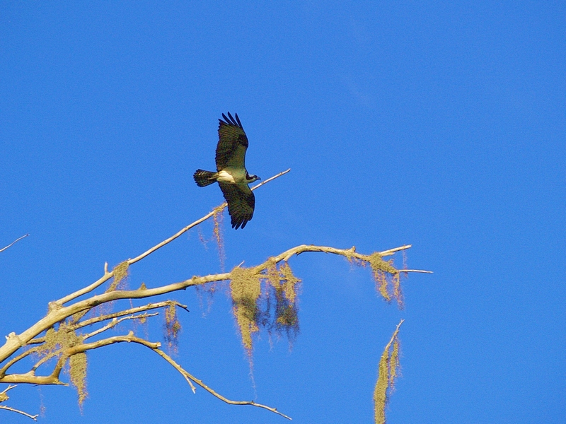 Osprey - in flight