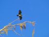 Osprey - in flight by Leon Plympton