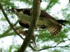 Newnans Lake Osprey by Leon Plympton