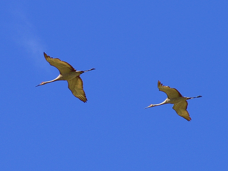 Fly By - 2