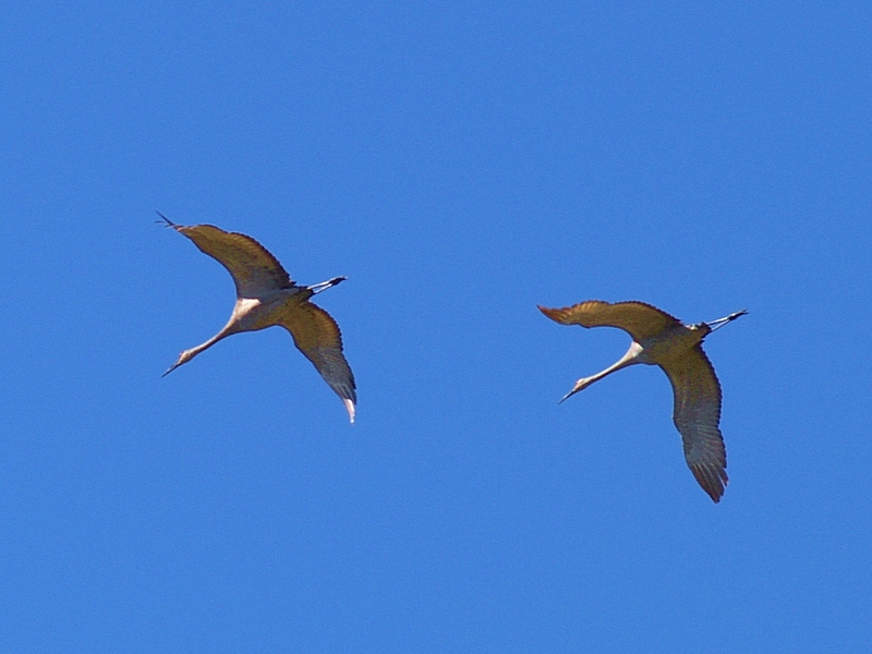 Fly By - 3
