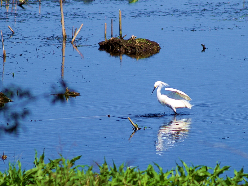 Snowy Egret