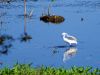 Snowy Egret