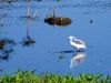 Snowy Egret by Leon Plympton