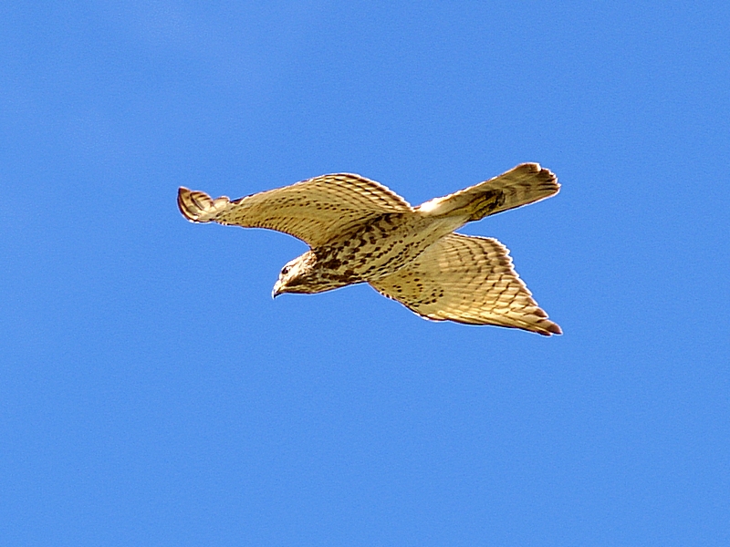 Red Shoulder Hawk - 2