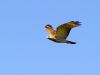 Red Tail Hawk