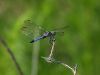 DragonFly on Broken Branch