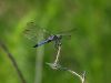 DragonFly on Broken Branch by Leon Plympton