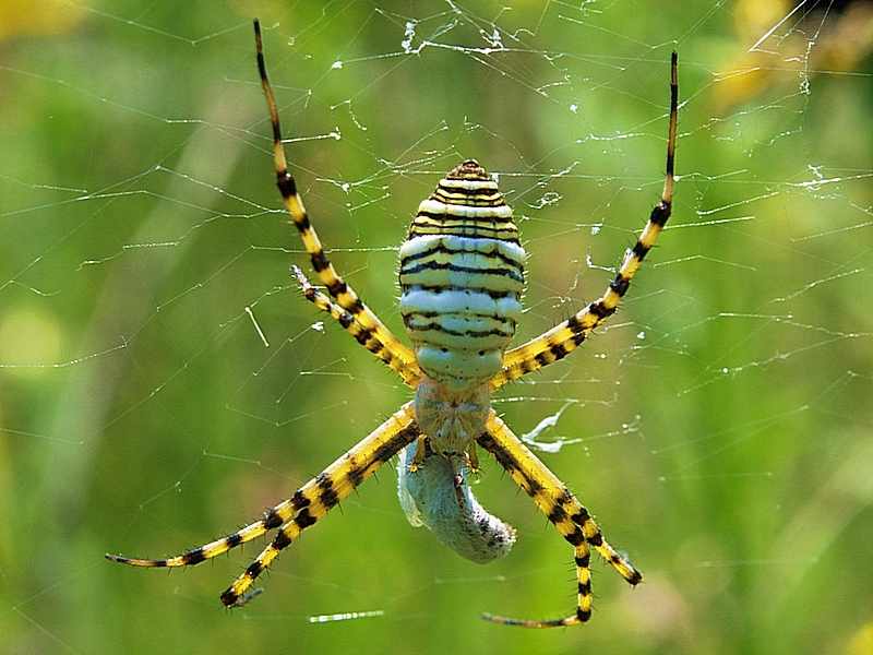 Spyder in the Garden