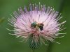 Thistle Nectar by Leon Plympton