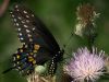 Big Black on a Thistle by Leon Plympton