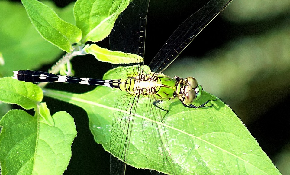 Dragon Fly (5)