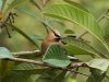 Cedar Wax Wing - 2 by Leon Plympton