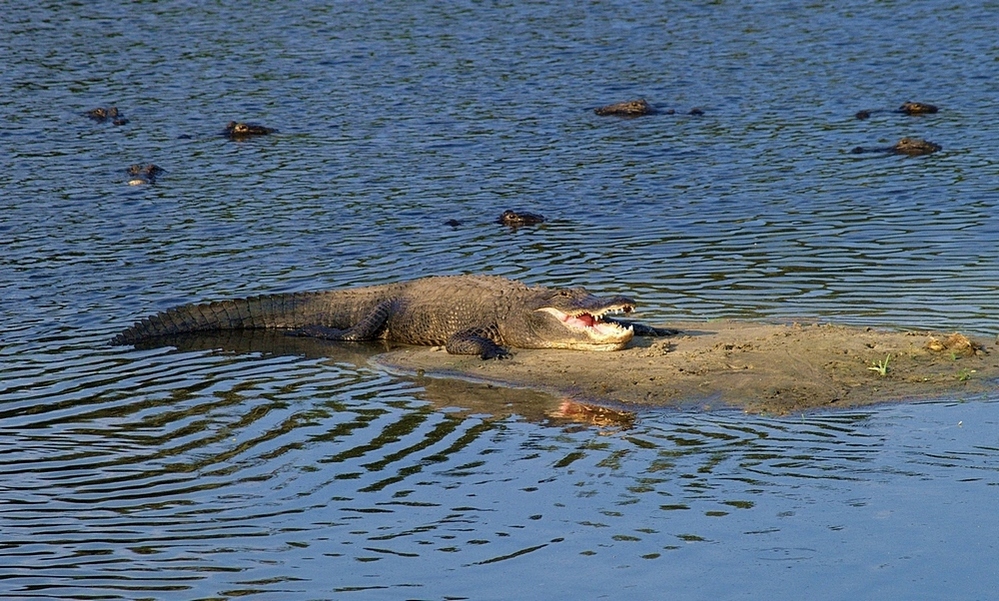 GATOR HOLE (9)