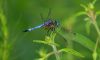 Dragon Fly (6) by Leon Plympton