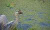 Great Blue Heron - 17 by Leon Plympton