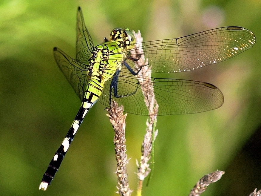 Dragon Fly (7)