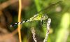 Dragon Fly (8)