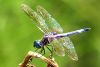 DragonFly (10) by Leon Plympton