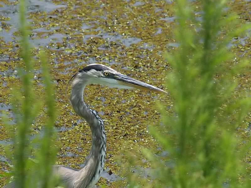 Great Blue Heron - 13