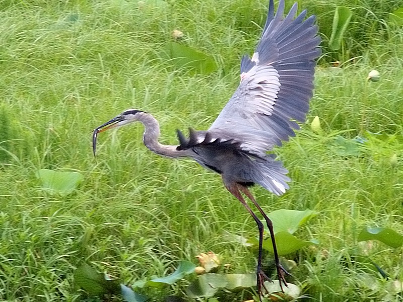 Great Blue Heron - 14