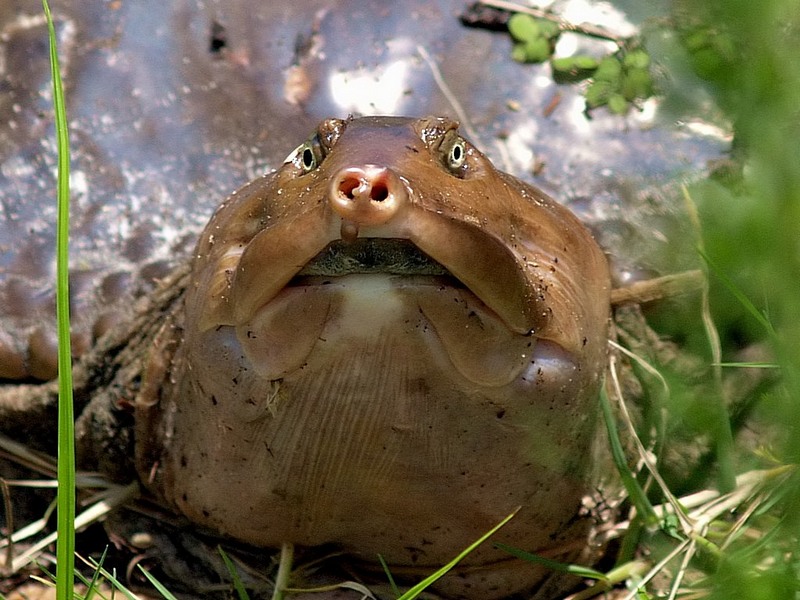Florida Softshell Turtle (Trionyx ferox)