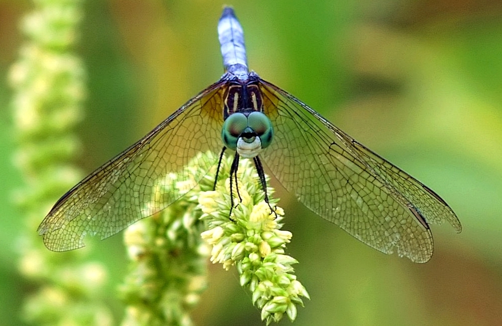 DragonFly (11)