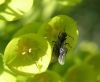 Bug on Flower 001