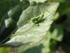 grasshopper
