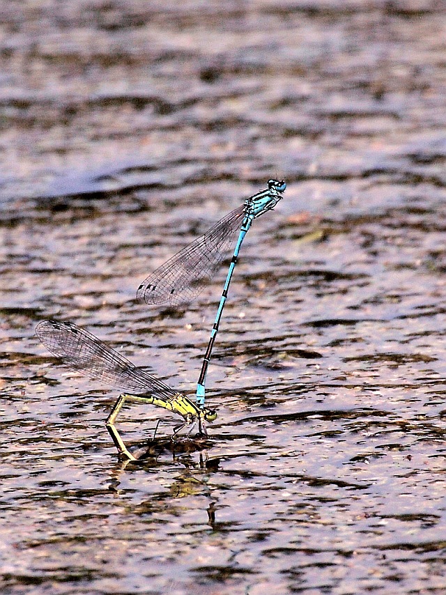 Dragonflies
